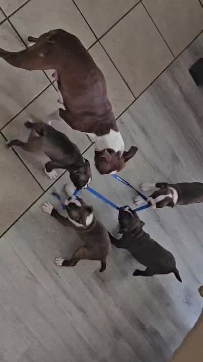 Jack — CKC Canada × CKC USA, a male Boston Terrier for sale in Newman, CA – 9 of 9