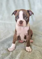 Jack, a male Boston Terrier for sale in Newman, CA – 2 of 3