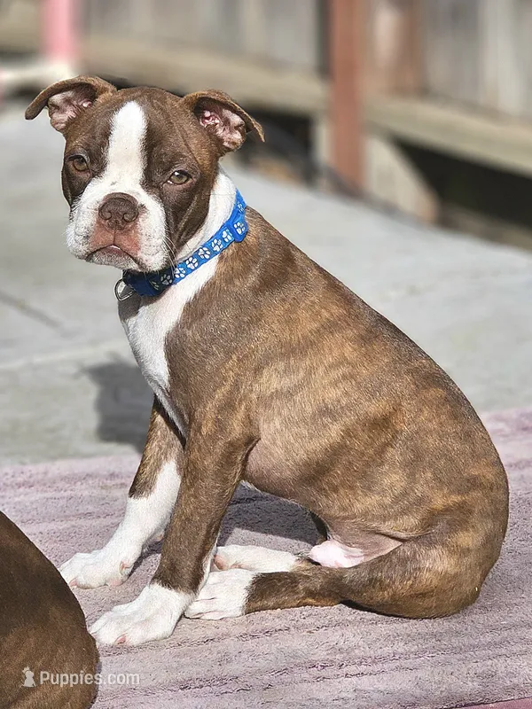 Jack — CKC Canada × CKC USA – Boston Terrier puppy for sale in Newman, CA