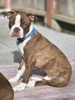 Jack — CKC Canada × CKC USA, a male Boston Terrier for sale in Newman, CA – 1 of 9
