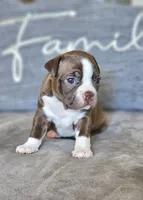 Dory, a female Boston Terrier for sale in Newman, CA – 4 of 4