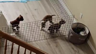 Dory— CKC Canada × CKC USA, a female Boston Terrier for sale in Newman, CA – 10 of 10