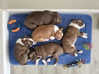 Jack, a male Boston Terrier for sale in Newman, CA – 3 of 3