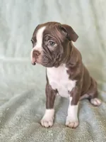 Dory, a female Boston Terrier for sale in Newman, CA – 2 of 4