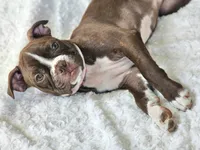 Gazzy— CKC Canada × CKC USA, a female Boston Terrier for sale in Newman, CA – 2 of 10