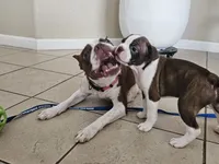Suri, a female Boston Terrier for sale in Newman, CA – 3 of 6