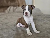 Suri, a female Boston Terrier for sale in Newman, CA – 5 of 6