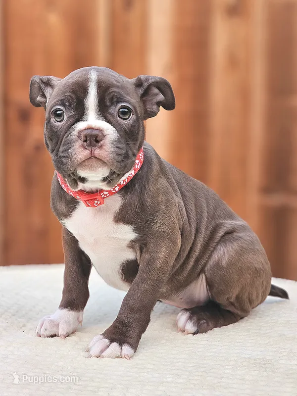 Gazzy – Boston Terrier puppy for sale in Newman, CA