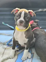 Dory— CKC Canada × CKC USA, a female Boston Terrier for sale in Newman, CA – 3 of 10