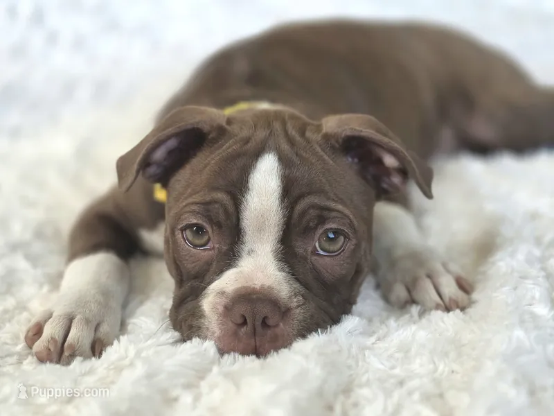 Dory— CKC Canada × CKC USA – Boston Terrier puppy for sale in Newman, CA