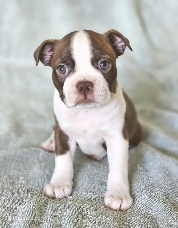 Suri – Boston Terrier puppy for sale in Newman, CA