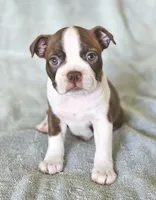 Suri, a female Boston Terrier for sale in Newman, CA – 1 of 6