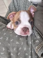 Zeus, a male Boston Terrier for sale in Newman, CA – 2 of 6