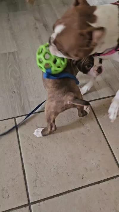 Jack — CKC Canada × CKC USA, a male Boston Terrier for sale in Newman, CA – 8 of 9