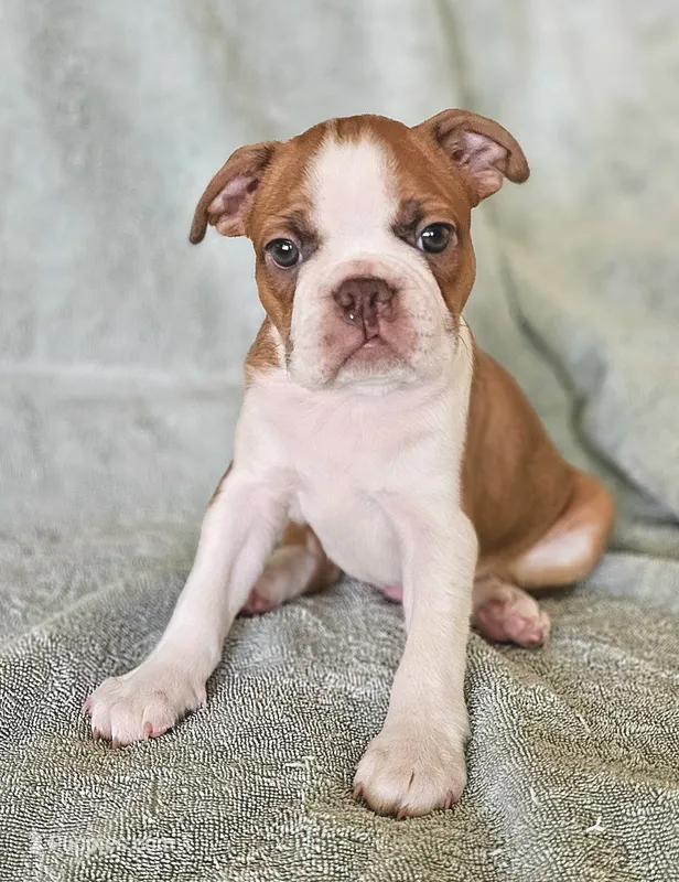 Zeus – Boston Terrier puppy for sale in Newman, CA