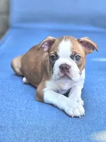 Zeus, a male Boston Terrier for sale in Newman, CA – 3 of 6