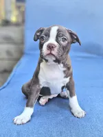 Dory, a female Boston Terrier for sale in Newman, CA – 3 of 4