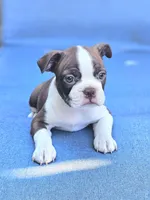 Suri, a female Boston Terrier for sale in Newman, CA – 2 of 6