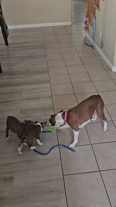 Suri, a female Boston Terrier for sale in Newman, CA – 6 of 6