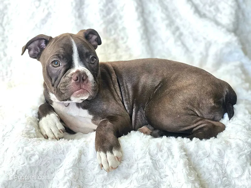 Gazzy— CKC Canada × CKC USA – Boston Terrier puppy for sale in Newman, CA