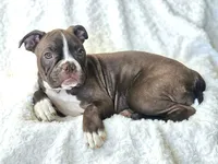 Gazzy— CKC Canada × CKC USA, a female Boston Terrier for sale in Newman, CA – 1 of 10