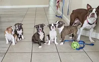 Gazzy, a female Boston Terrier for sale in Newman, CA – 4 of 5