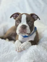 Jack — CKC Canada × CKC USA, a male Boston Terrier for sale in Newman, CA – 2 of 9