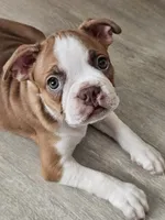Zeus, a male Boston Terrier for sale in Newman, CA – 5 of 6