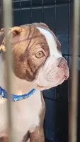 Jack — CKC Canada × CKC USA, a male Boston Terrier for sale in Newman, CA – 3 of 9
