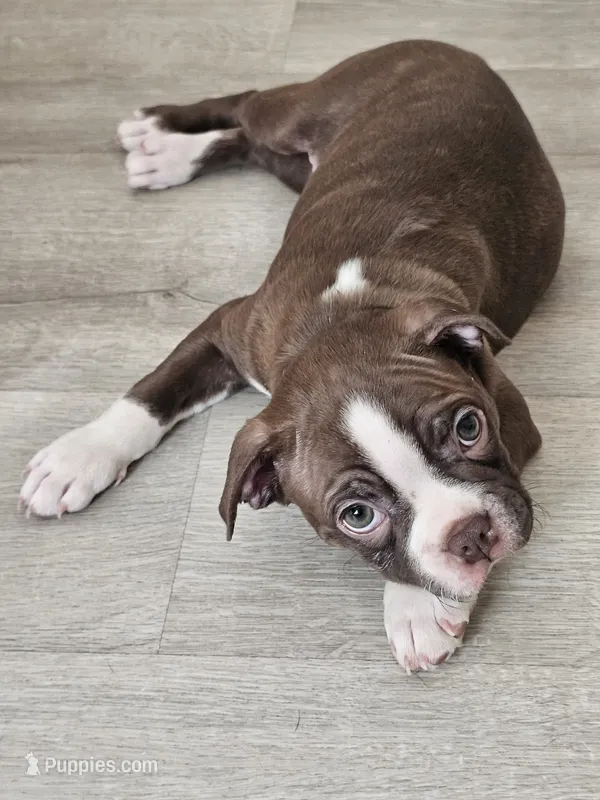 Dory – Boston Terrier puppy for sale in Newman, CA