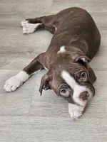 Dory, a female Boston Terrier for sale in Newman, CA – 1 of 4
