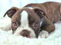 Jack — CKC Canada × CKC USA, a male Boston Terrier for sale in Newman, CA – 4 of 9
