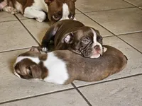 Gazzy, a female Boston Terrier for sale in Newman, CA – 3 of 5