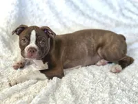 Dory— CKC Canada × CKC USA, a female Boston Terrier for sale in Newman, CA – 2 of 10