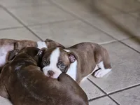 Suri, a female Boston Terrier for sale in Newman, CA – 4 of 6