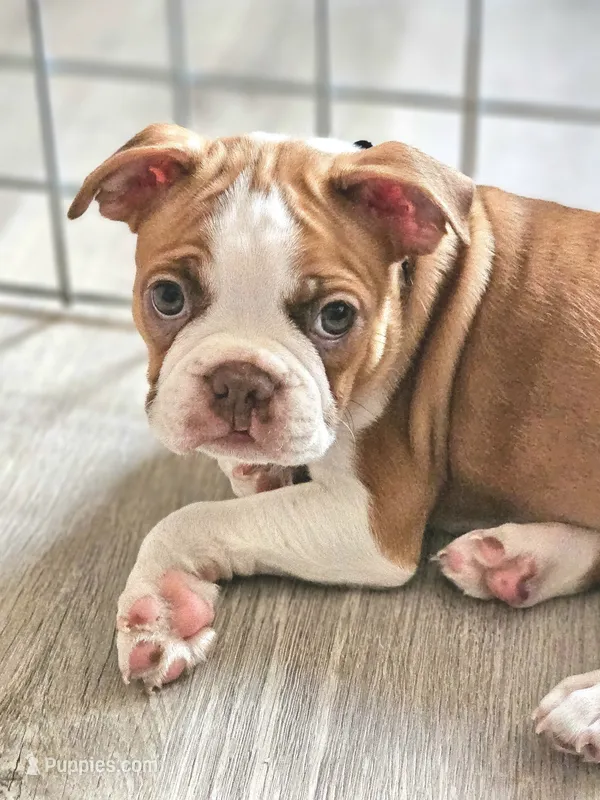 Zeus – Boston Terrier puppy for sale in Newman, CA