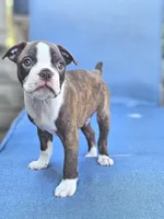 Jack, a male Boston Terrier for sale in Newman, CA – 1 of 3