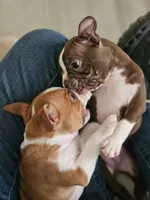 Zeus, a male Boston Terrier for sale in Newman, CA – 4 of 6