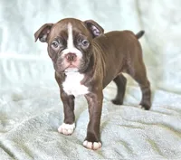 Gazzy, a female Boston Terrier for sale in Newman, CA – 2 of 5