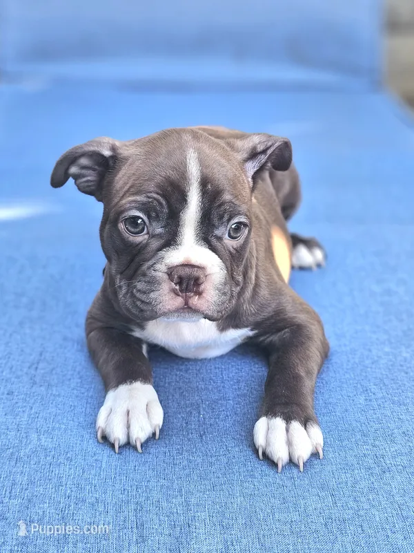 Gazzy – Boston Terrier puppy for sale in Newman, CA