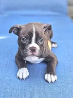 Gazzy, a female Boston Terrier for sale in Newman, CA – 1 of 5