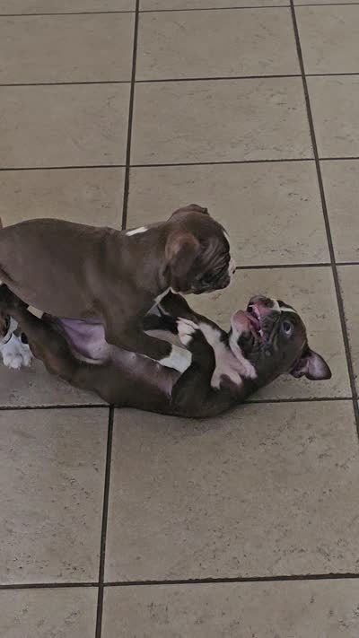 Gazzy, a female Boston Terrier for sale in Newman, CA – 5 of 5