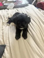 Kallie Girl, a female Cavapoo for sale in Commerce, GA – 3 of 10