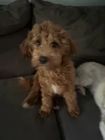 Liam, a male Cavapoo for sale in Commerce, GA – 4 of 4