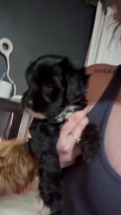 Kallie Girl, a female Cavapoo for sale in Commerce, GA – 10 of 10