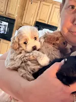 Kaleb 🐶 , a male Cavapoo for sale in Commerce, GA – 9 of 10