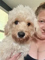 Lennox 💕(Lenny), a male Cavapoo for sale in Commerce, GA – 5 of 10