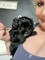 Kallie Girl, a female Cavapoo for sale in Commerce, GA – 4 of 10