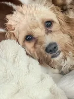 Lionel, a male Cavapoo for sale in Commerce, GA – 3 of 10
