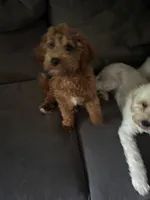 Liam, a male Cavapoo for sale in Commerce, GA – 3 of 4